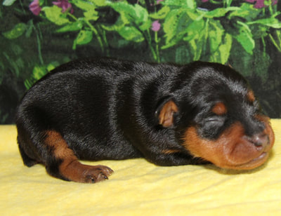 This is the Pup I would have kept. She is outstanding, ears already showing that they want to stand up. So pretty.